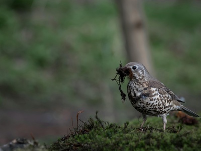 Mistle Thrush