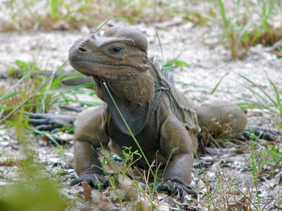 Mona ground iguana