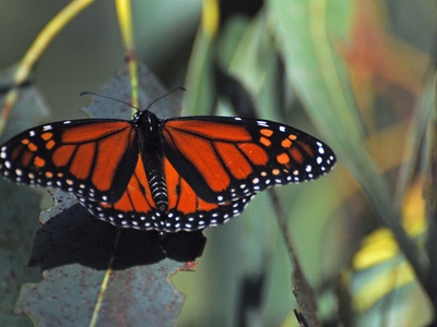 Monarch butterfly