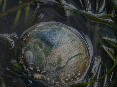 Moon snail