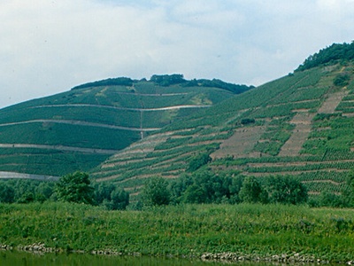 Moselle vineyards