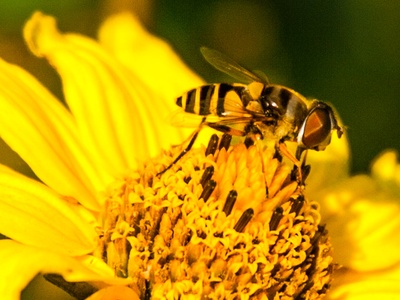 Native fly pollinators (general)