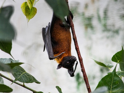 Nectar bat (Syconycteris)