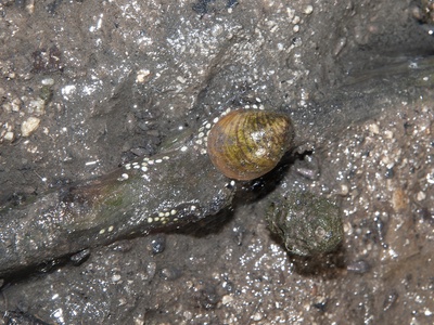 Nerite (mangrove)
