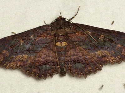 Noctuid moths