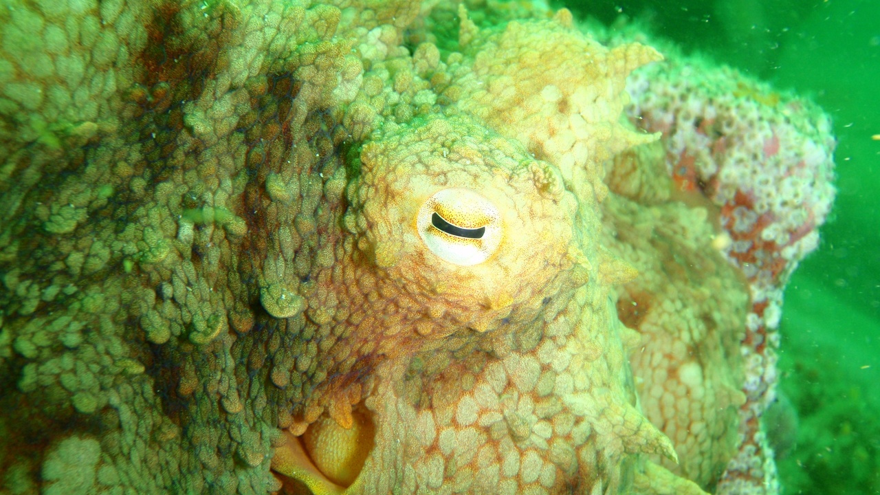 Anatomical diagram of an octopus showing three hearts and chromatophores