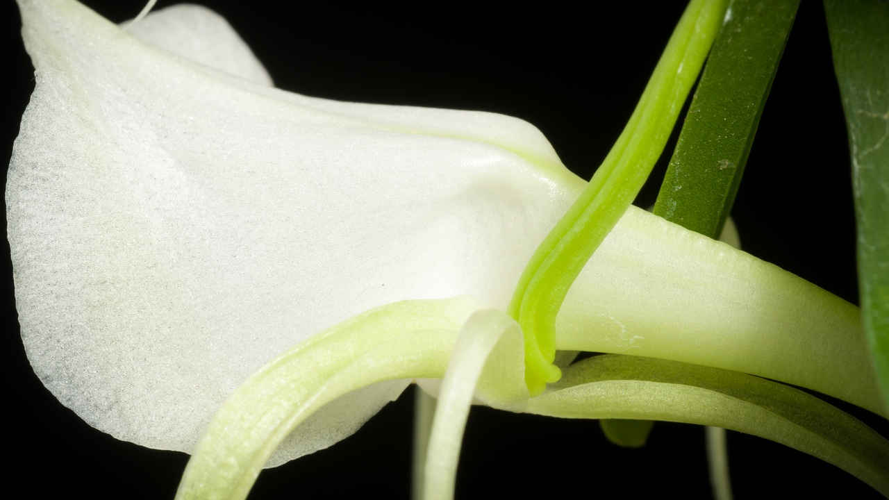 Researchers studying an octopus in a laboratory; soft-robotics arm prototype inspired by octopus limbs