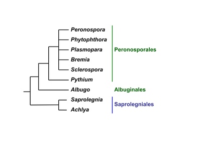 Oomycete (water mold)