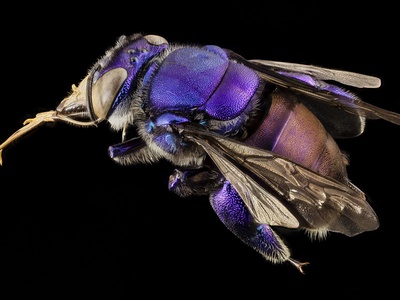 Orchid bees