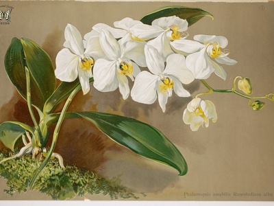 Orchid (Moth Orchid)