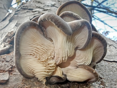Oyster mushroom
