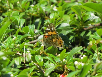 Painted lady
