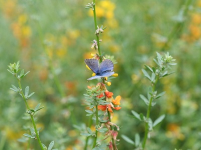 Palos Verdes blue butterfly