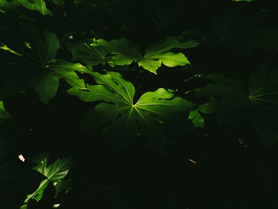 Photosynthesis (overall) 