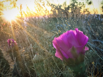 Pink-flowered prickly poppy