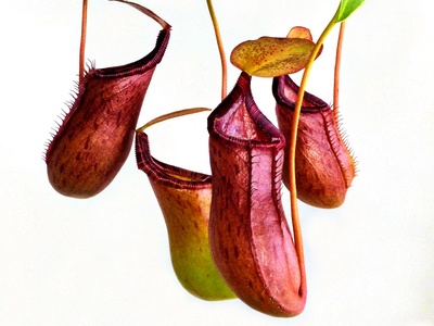 Pitcher Plant (Tropical)