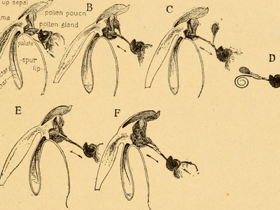 Pollen wasps