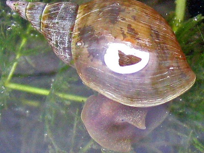 Pond snail