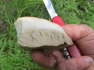 Porcini (King bolete)