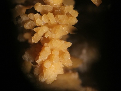 Potassium dichromate
