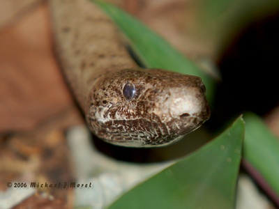 Puerto Rican boa