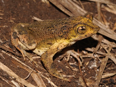 Puerto Rican crested toad
