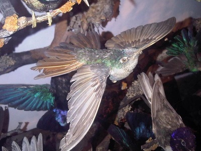 Purple-throated Carib