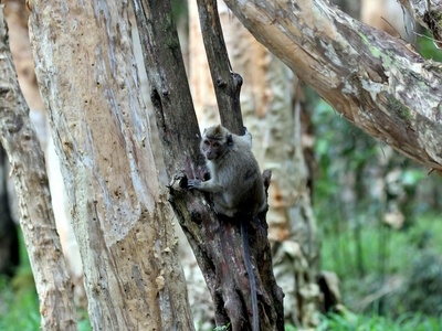 Pygmy possum