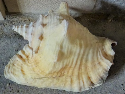 Queen conch