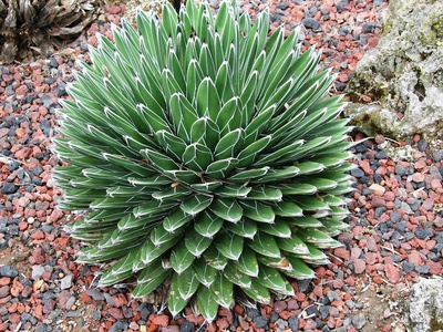 Queen Victoria agave
