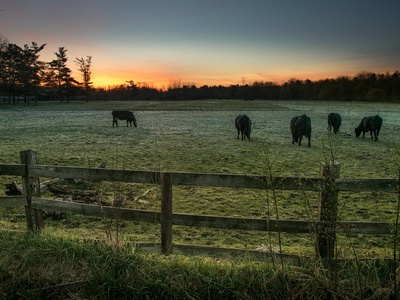 Rangelands and pastures