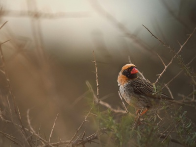 Red-billed quelea