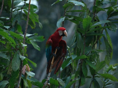 Red-necked Amazon