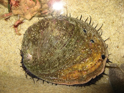 Red abalone