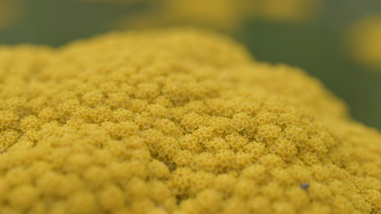 Comparison of flower and pollen traits in monocots and dicots