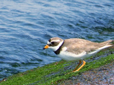Ringed Plover
