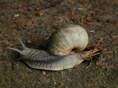 Roman snail (Burgundy snail)