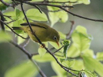 Rota bridled white-eye