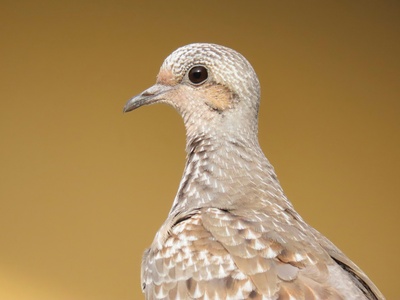 Ruddy Quail-Dove