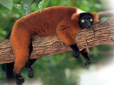 Ruffed lemur