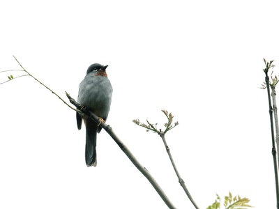 Rufous-throated Solitaire