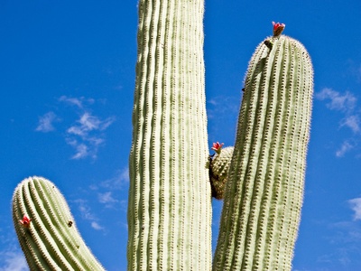 Saguaro Cactus