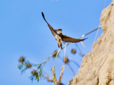 Sand Martin (Bank Swallow)