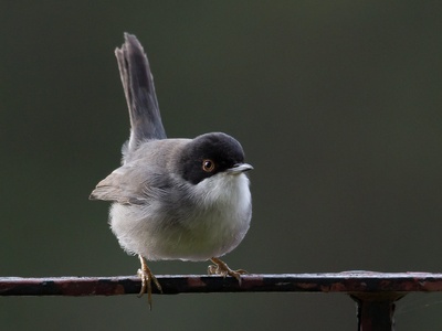 Sardinian Warbler