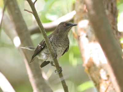 Scaly-breasted Thrasher