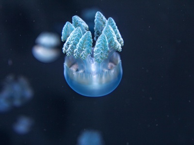 Sea butterfly (pteropod)