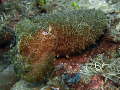 Sea cucumber (Holothurians)