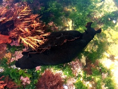 Sea hare