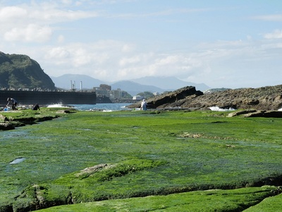 Sea lettuce (green alga)