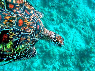 Sea turtles (green, hawksbill)